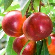 Саженец Нектарин Старк Ред Голд 